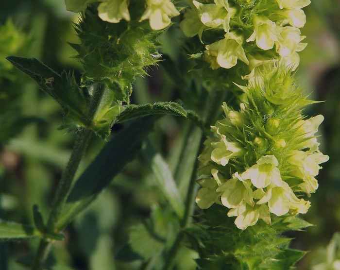 Prunella grandiflora