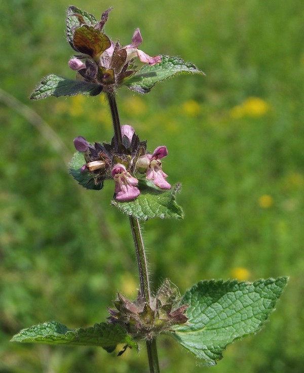 Prunella grandiflora