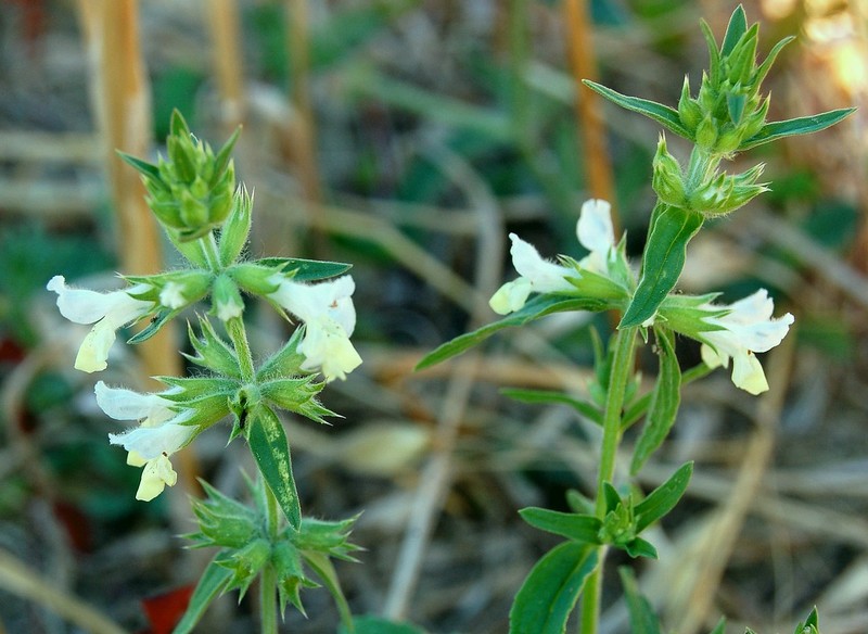 Prunella grandiflora