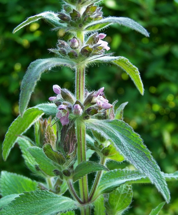 Stachys officinalis