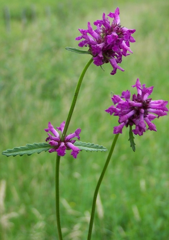 Stachys officinalis