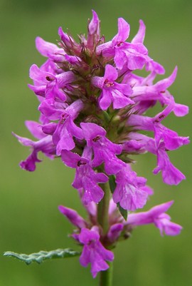 Stachys officinalis