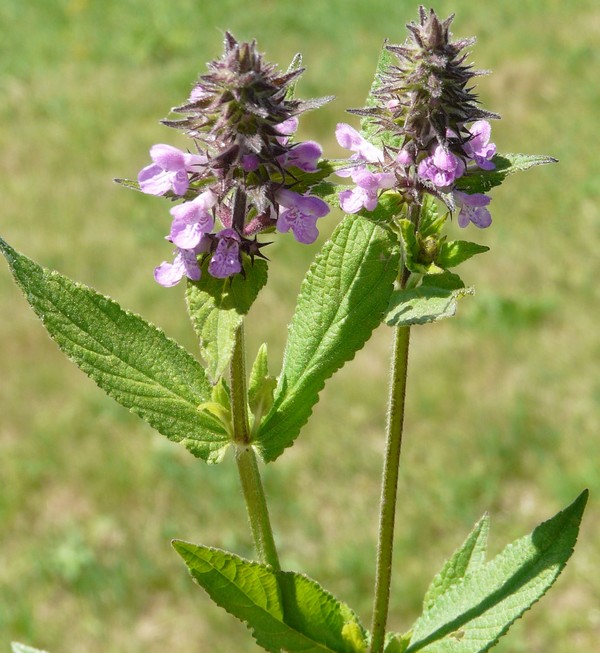 Stachys palustris