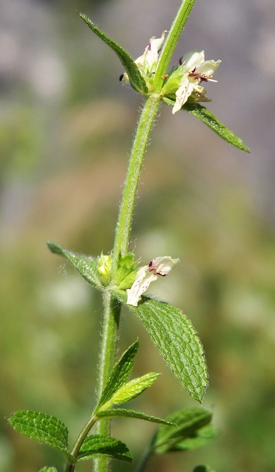 Stachys recta