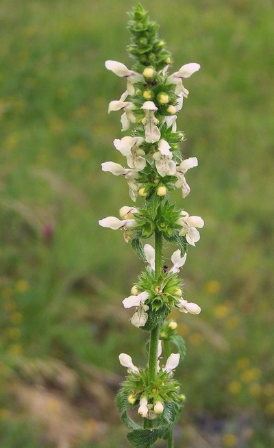 Stachys recta