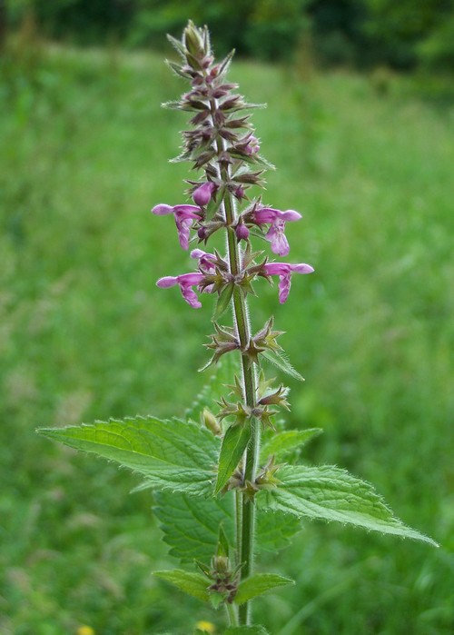 Stachys sylvatica