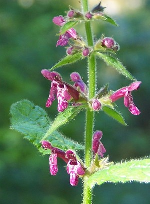 Stachys silvatica