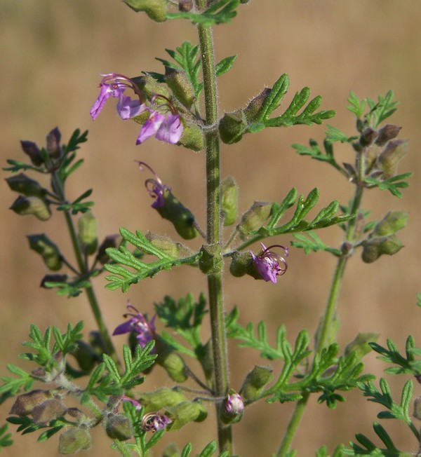 Teucrium botrys