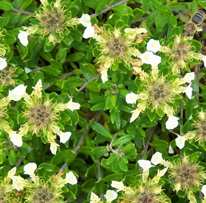 Teucrium montanum