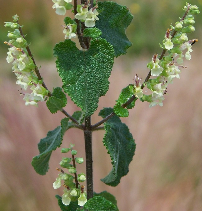 Teucrium scorodonia