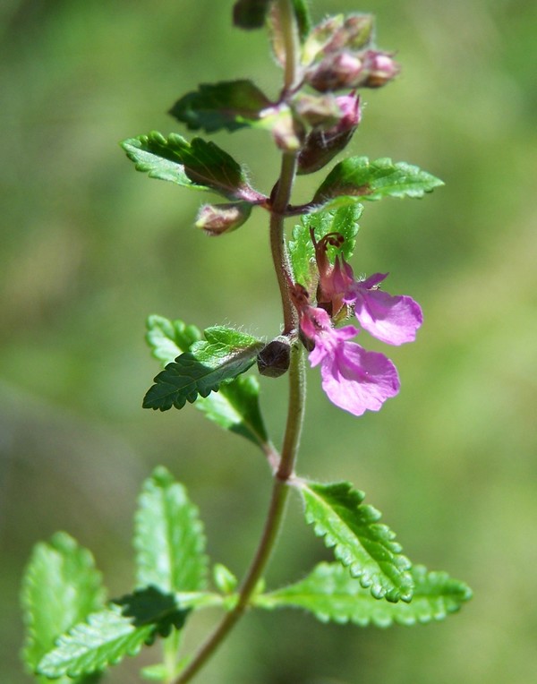 Teucrium chamaedrys