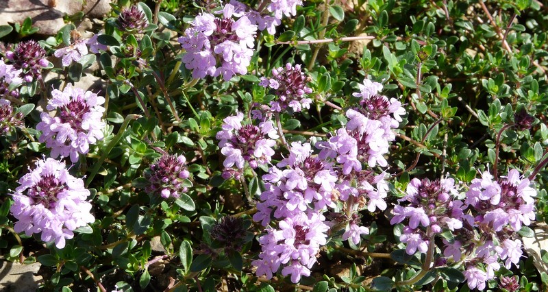 Thymus pulegioides