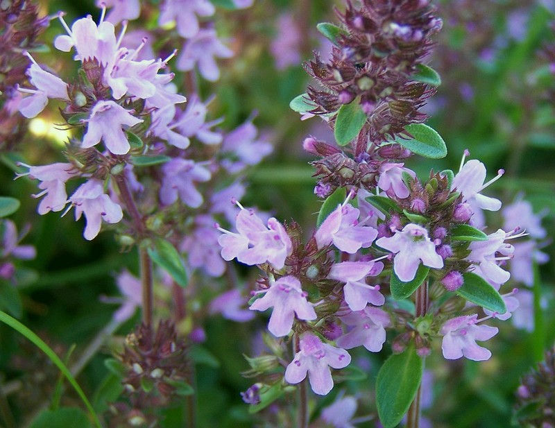 Thymus serpyllum