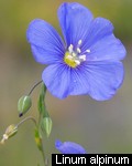 Linum alpinum