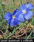 Linum austriacum subsp. collinum