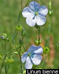 Linum bienne