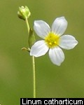 Linum catharticum