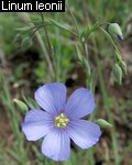 Linum leonii.