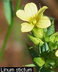 Linum strictum