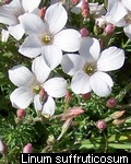 Linum suffruticosum-appresum