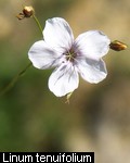 Linum tenuifolium