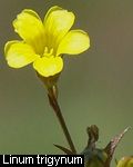 Linum trigynum