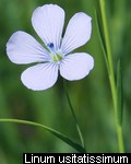 Linum usitatissimum