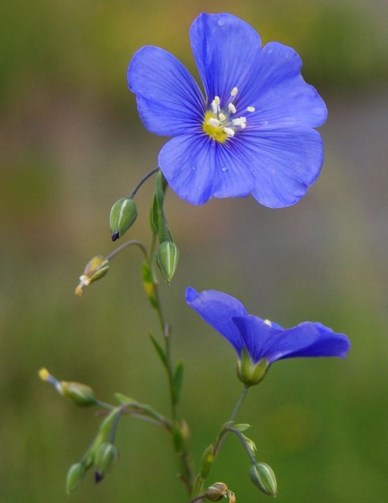 Linum alpinum