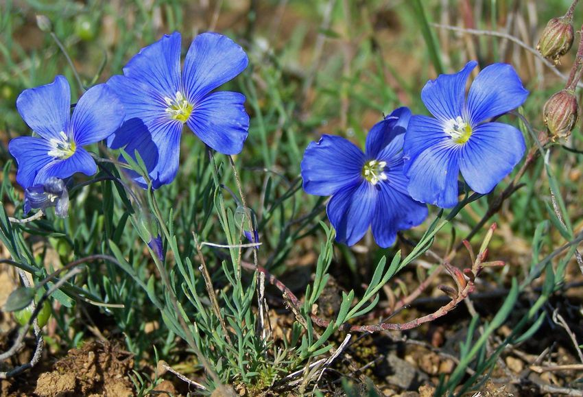 Linum austriacum-collinum