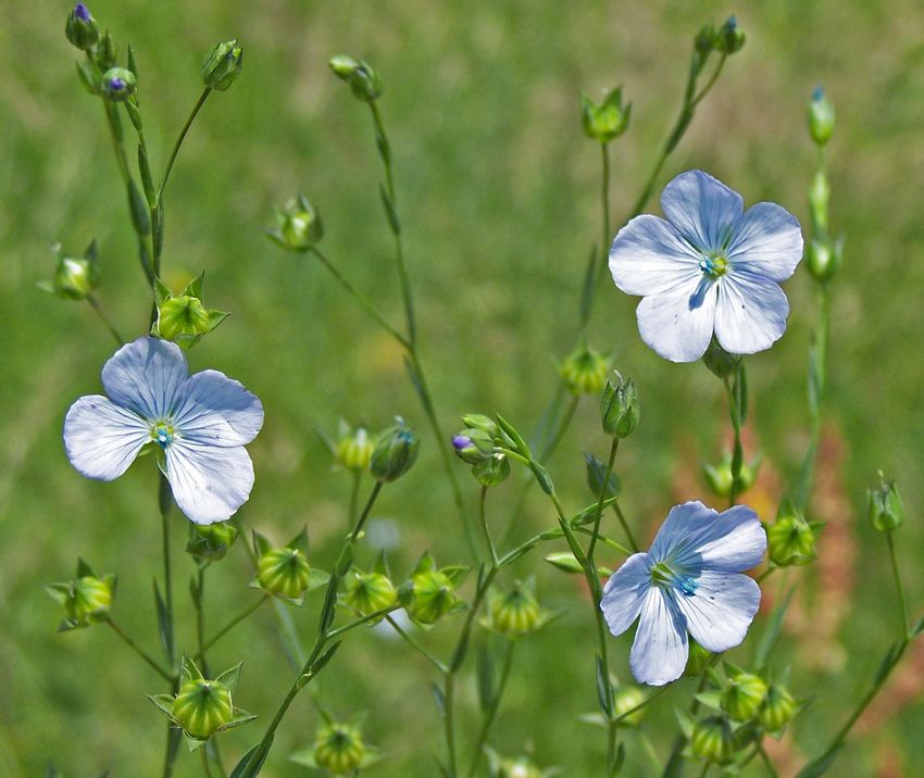 Linum bienne