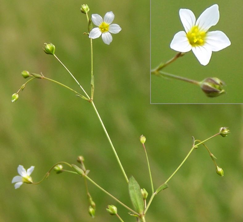 Linum catharticum