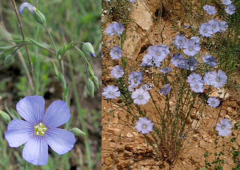 Linum leonii.