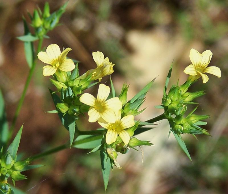 Linum strictum