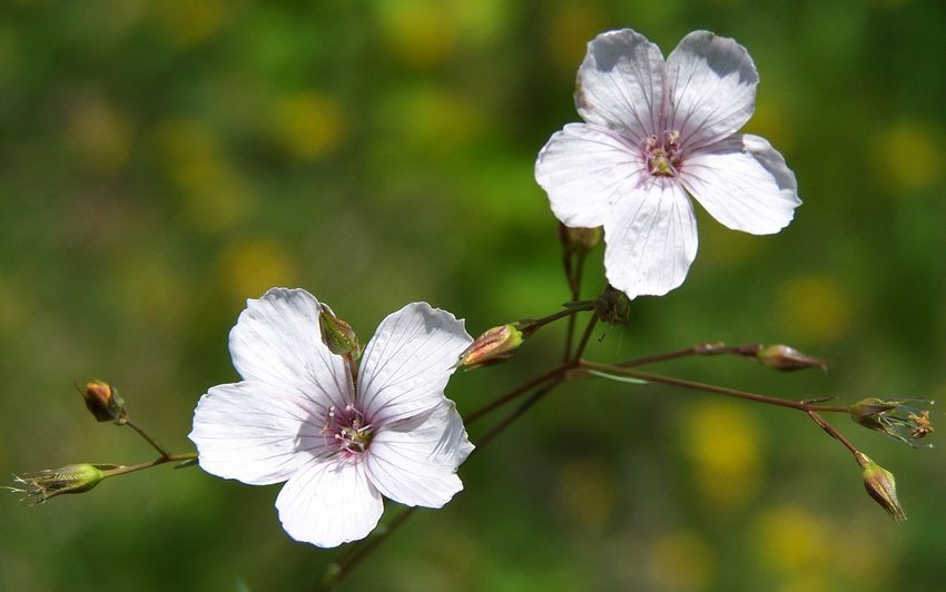 Linum tenuifolium