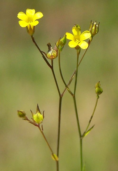 Linum trigynum