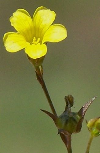 Linum trigynum