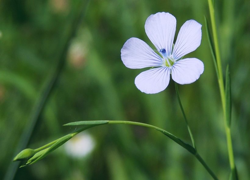 Linum usitatissimum