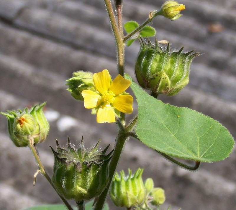 Abutilon Théophrasti