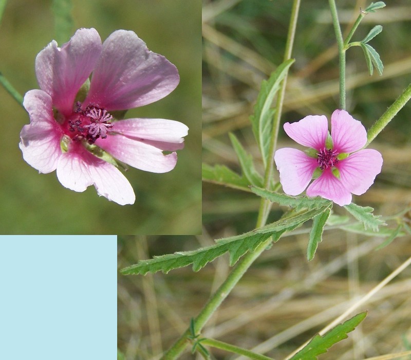 Althaea cannabina