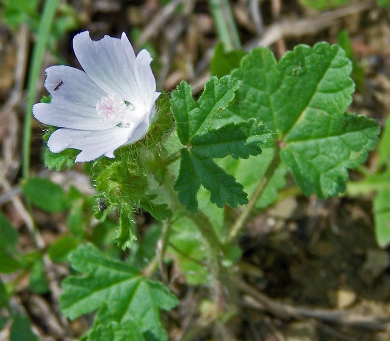 Althaea hirsuta