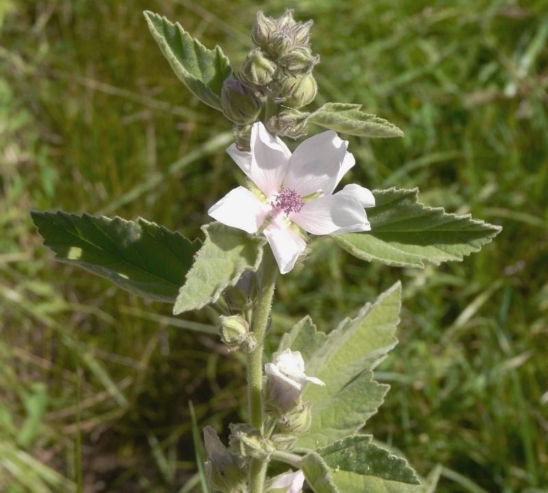 Althaea officinalis