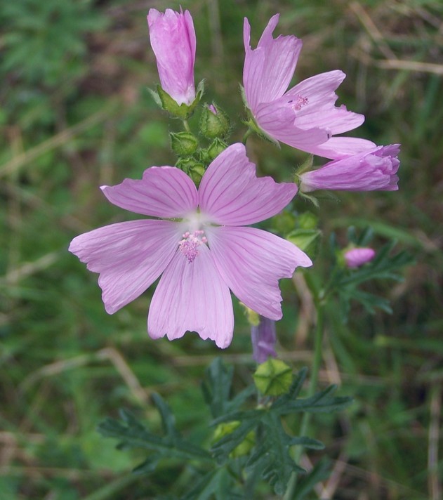 Malva moschata