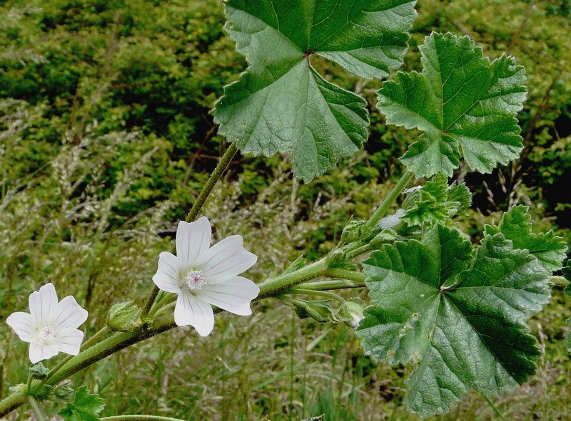 Malva neglecta