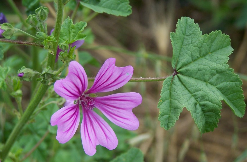 Althaea hirsuta