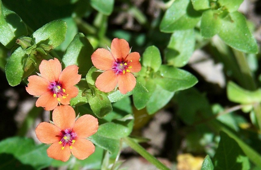 Anagallis arvensis