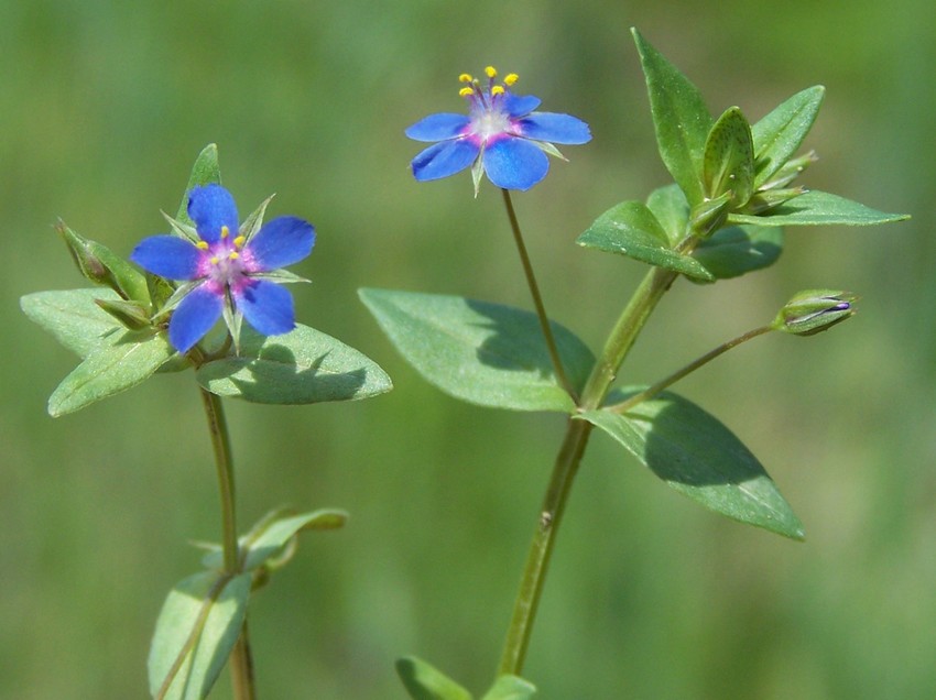 Anagallis foemina