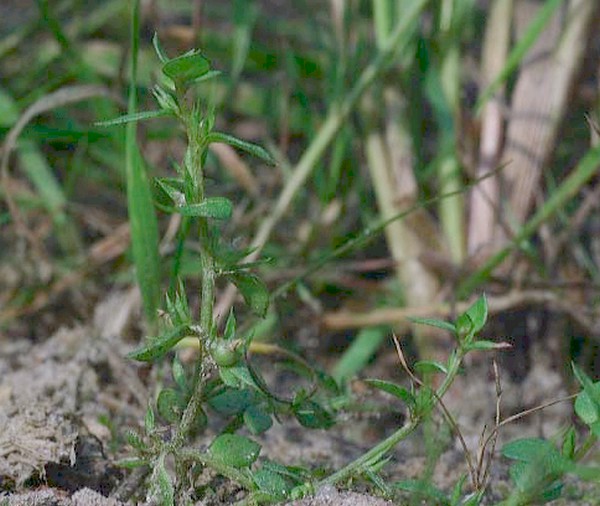 Anagallis minima