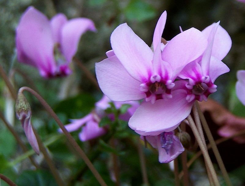 Cyclamen hederofilium