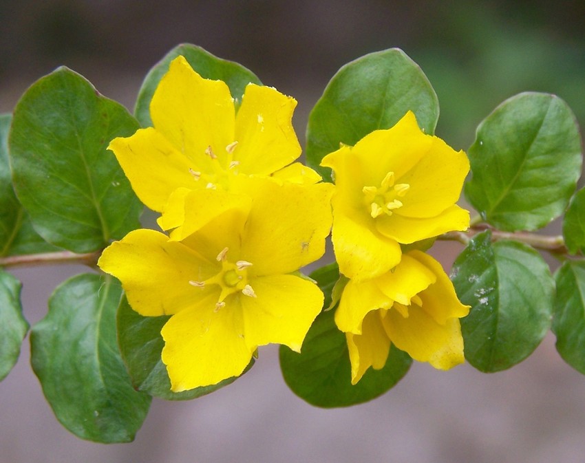 Lysimachia nummularia