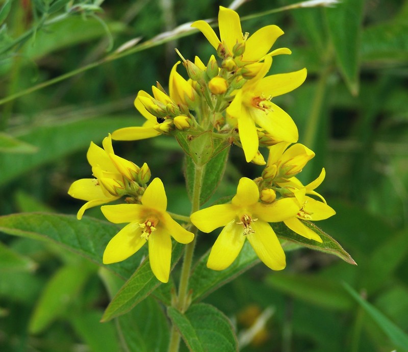 Lysimachia vulgaris